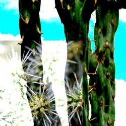 Cactus One